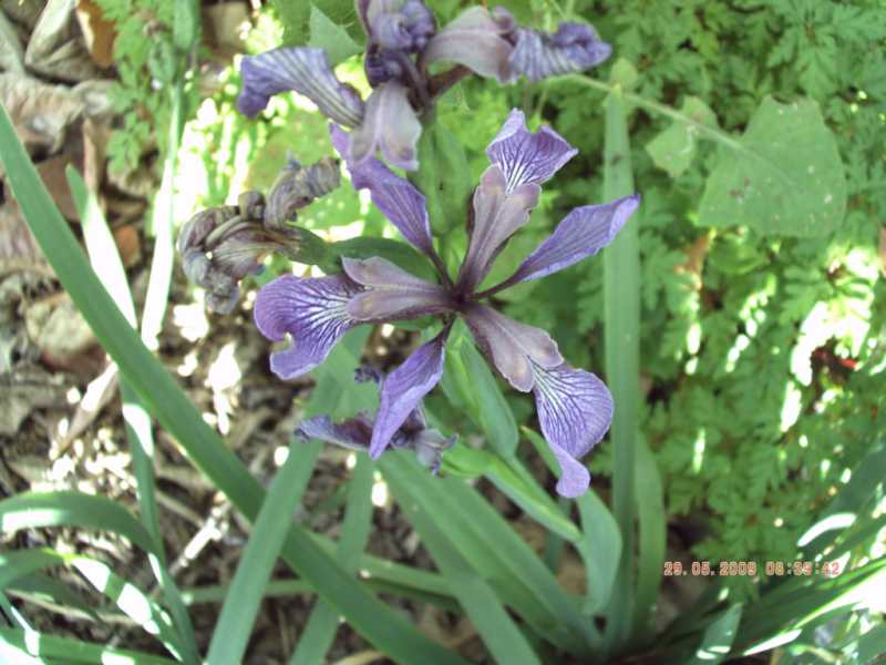 Chamaeiris foetidissima (=Iris foeditissima) / Giaggiolo puzzolente